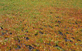 Carpobrotus-acinaciformis