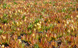 Carpobrotus-acinaciformis