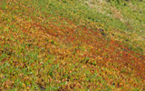 Carpobrotus-acinaciformis