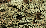 lichen