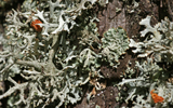 lichen