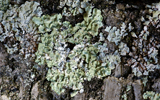 lichen