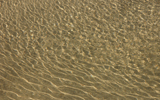 sable