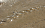 sable