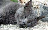 chats