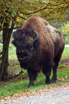 bison