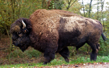 bison