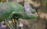 caméléon