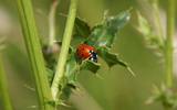 coccinelle