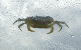 crabe