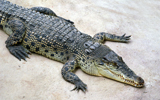 crocodile