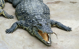 crocodile