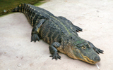 crocodile