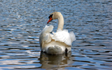 cygne blanc