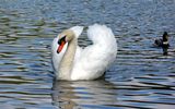 cygne blanc