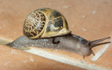 escargot