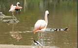 flamands roses