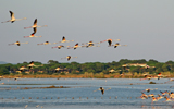 flamands roses