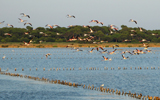 flamands roses