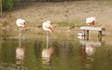 flamands roses