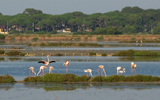 flamands roses