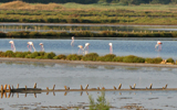 flamands roses