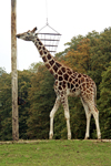 girafes