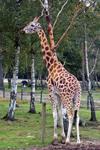 girafes