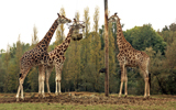 girafes