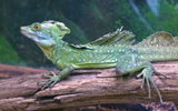 iguane