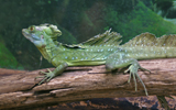 iguane