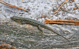 lézard