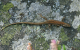 lézard