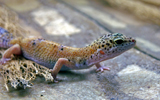 lézard