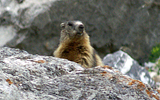 marmotte