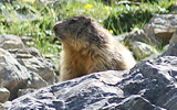 marmotte