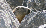 marmotte