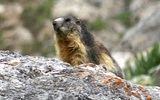 marmotte