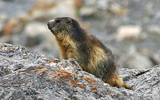 marmotte