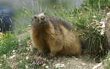 marmotte