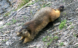 marmotte