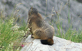 marmotte