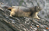 marmotte