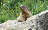 marmotte