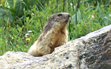 marmotte