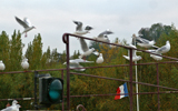 mouettes