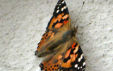 papillon