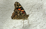 papillon