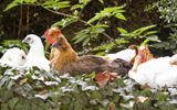 poules