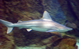 requin